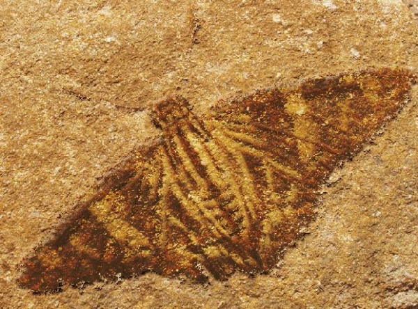 Creation of Moth Fossil: Step 4